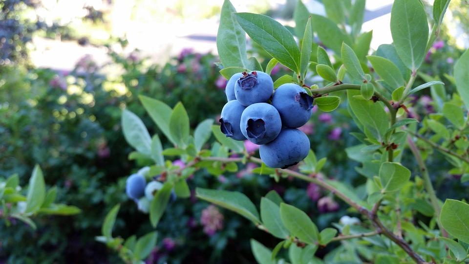 Голубика – оказывается, ягоду вырастить очень легко