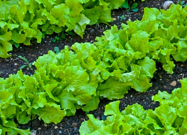 Насіння салату та його особливості